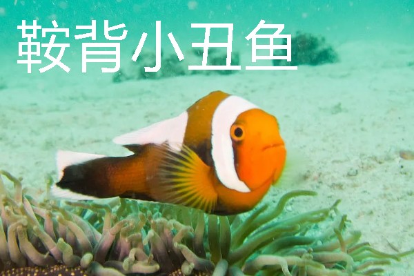 小丑鱼的原产地，印度洋和太平洋是它们的原生地