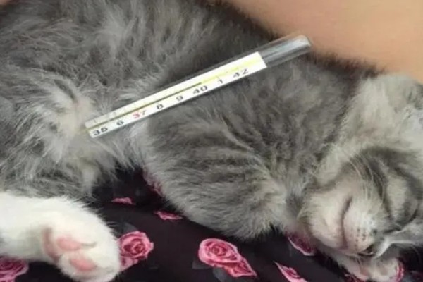 猫咪发烧到40度是不是猫瘟，不一定就是猫瘟引起的