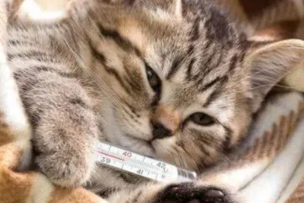 猫咪发烧到40度是不是猫瘟，不一定就是猫瘟引起的