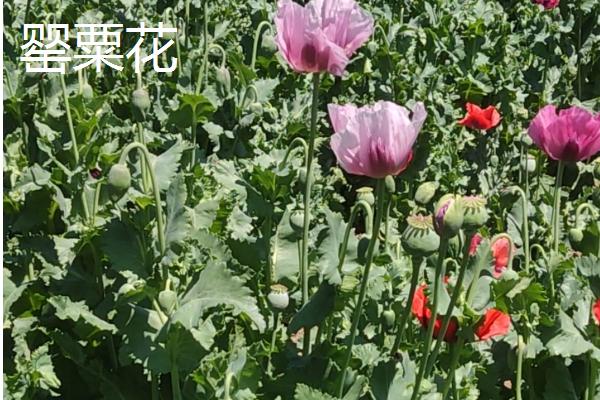 世间最妖艳的花，有罂粟花、颠茄等