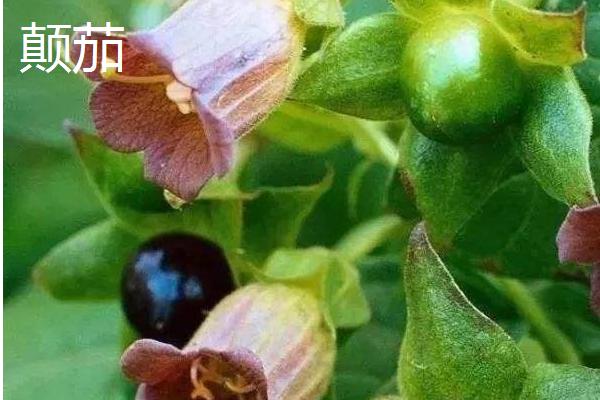 世间最妖艳的花，有罂粟花、颠茄等