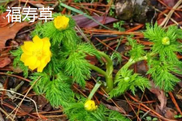 世间最妖艳的花，有罂粟花、颠茄等