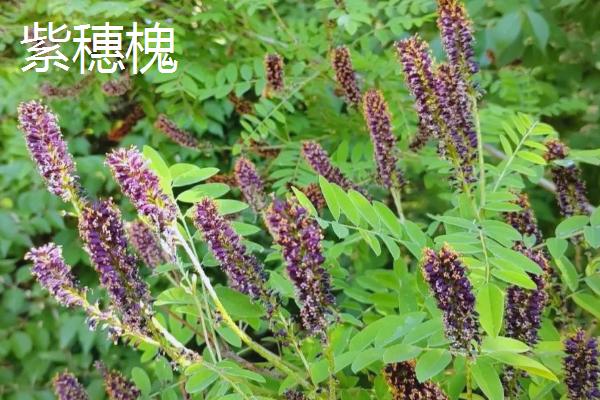 世间最妖艳的花，有罂粟花、颠茄等