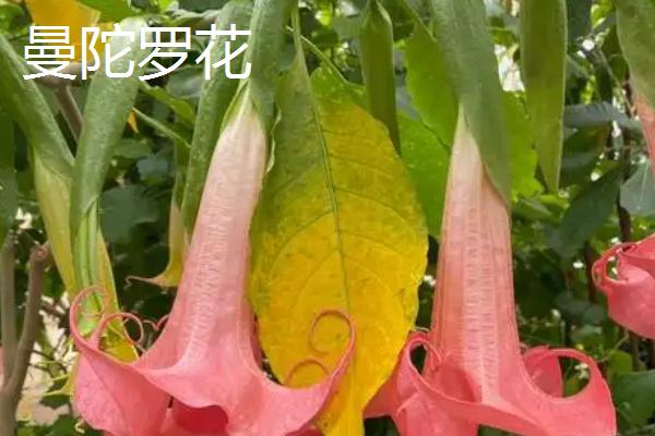 世间最妖艳的花，有罂粟花、颠茄等