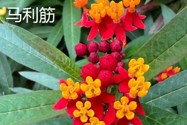 世间最妖艳的花，有罂粟花、颠茄等