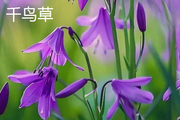 世间最妖艳的花，有罂粟花、颠茄等