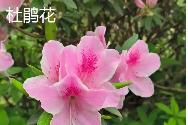 世间最妖艳的花，有罂粟花、颠茄等