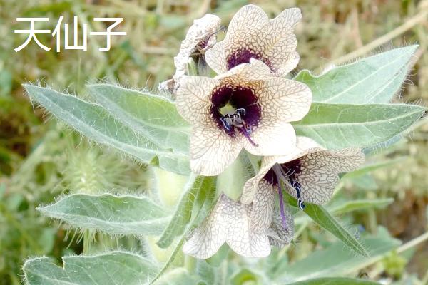 世间最妖艳的花，有罂粟花、颠茄等