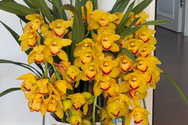 大花蕙兰的花语，寓意高贵雍容、青春活泼等