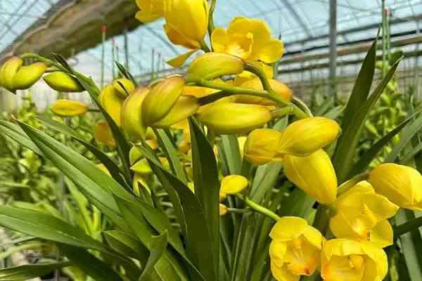 大花蕙兰的花语，寓意高贵雍容、青春活泼等