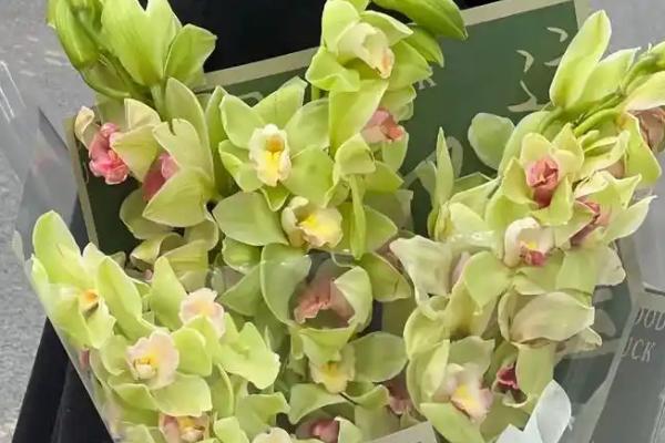 大花蕙兰的花语，寓意高贵雍容、青春活泼等
