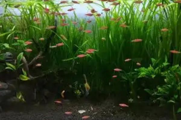 养鱼打氧机要一直开吗，不用一直开