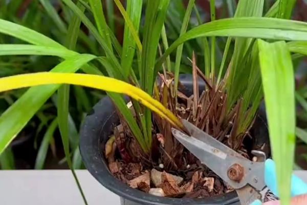 大花蕙兰的花语，寓意高贵雍容、青春活泼等