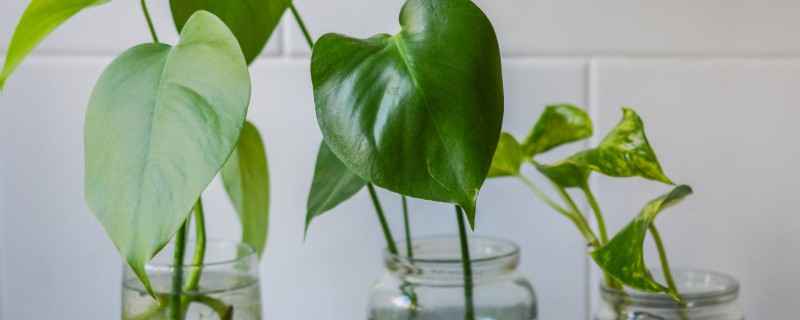 水培植物根腐烂了如何处理，对受损根部要进行适当修剪