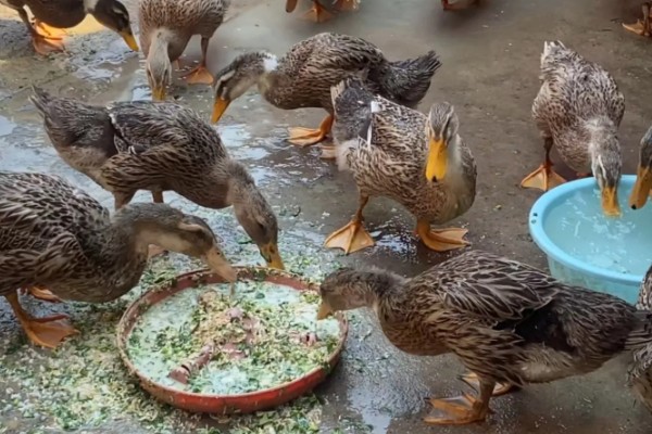 鸭子的食物，谷物、蔬菜、小鱼虾等种类都喜欢吃
