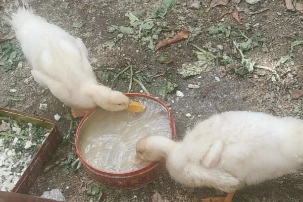 鸭子的食物，谷物、蔬菜、小鱼虾等种类都喜欢吃