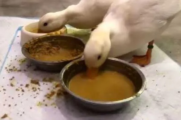 鸭子的食物，谷物、蔬菜、小鱼虾等种类都喜欢吃
