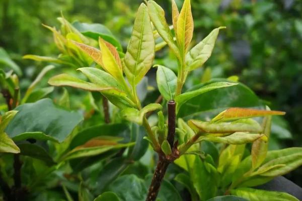 苦丁茶是什么茶，属于黑茶