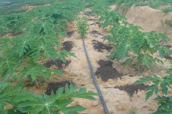 番木瓜结果所需时间，种植后经过一年左右就能结果