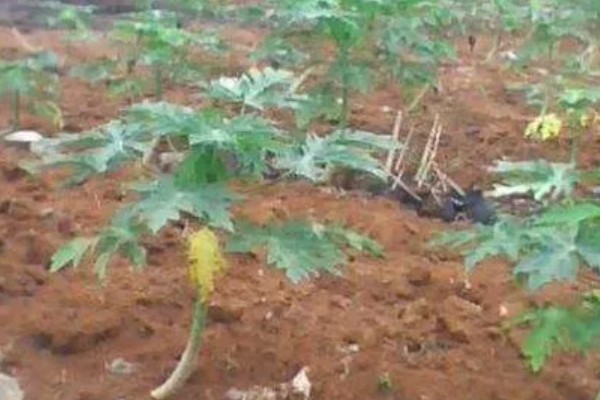 番木瓜结果所需时间，种植后经过一年左右就能结果