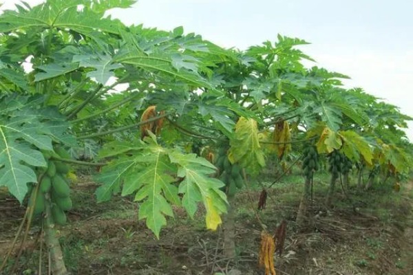 番木瓜结果所需时间，种植后经过一年左右就能结果