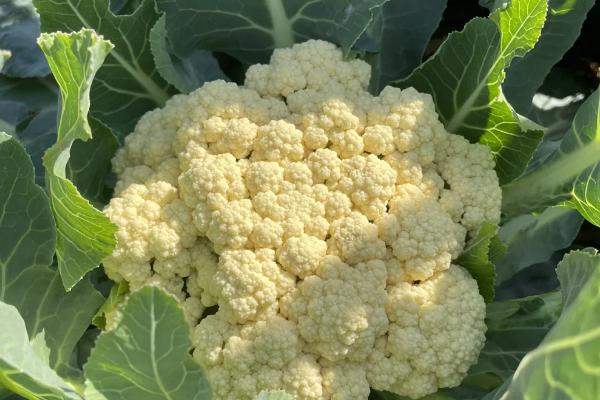 小满是收麦子的季节吗，小满时节是不可收割麦子的