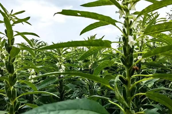 小满是收麦子的季节吗，小满时节是不可收割麦子的