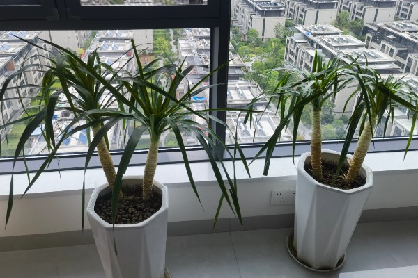 龙血树叶子发黄的原因及处理方法，可能是光照不足所致
