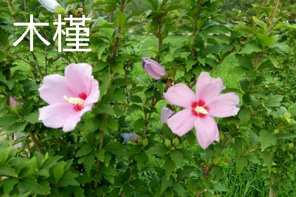 海岸边有哪些植物，常见红树、柽柳、金丝柳等品种