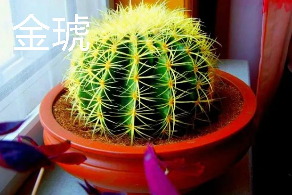 海岸边有哪些植物，常见红树、柽柳、金丝柳等品种