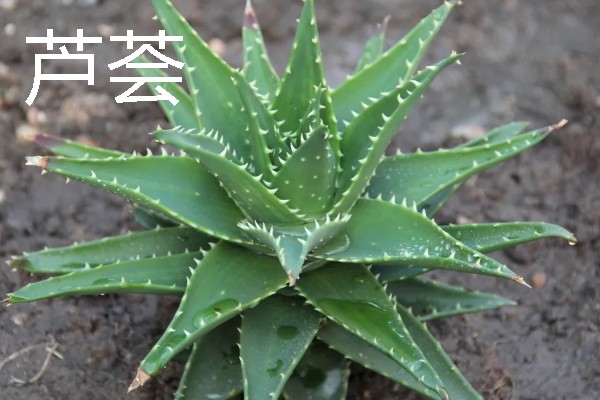 海岸边有哪些植物，常见红树、柽柳、金丝柳等品种
