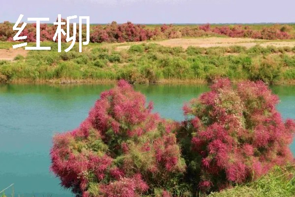 海岸边有哪些植物，常见红树、柽柳、金丝柳等品种