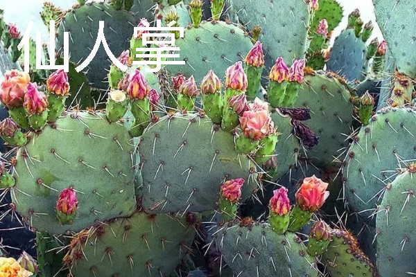 海岸边有哪些植物，常见红树、柽柳、金丝柳等品种