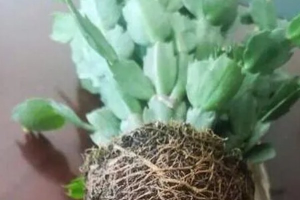 为什么蟹爪兰叶子发软，可能是温度过低所致