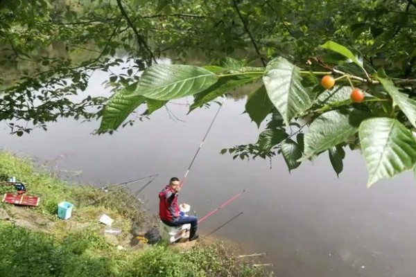 水库钓鲤鱼是不是钓近，钓点一般要离岸5-6米以上