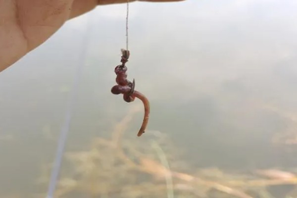 水库钓鲤鱼是不是钓近，钓点一般要离岸5-6米以上