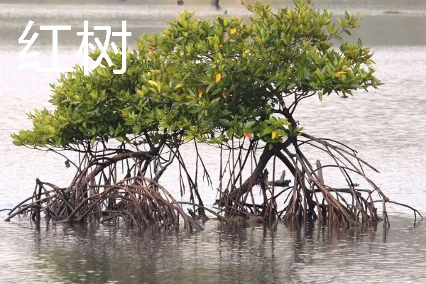 海岸边有哪些植物，常见红树、柽柳、金丝柳等品种