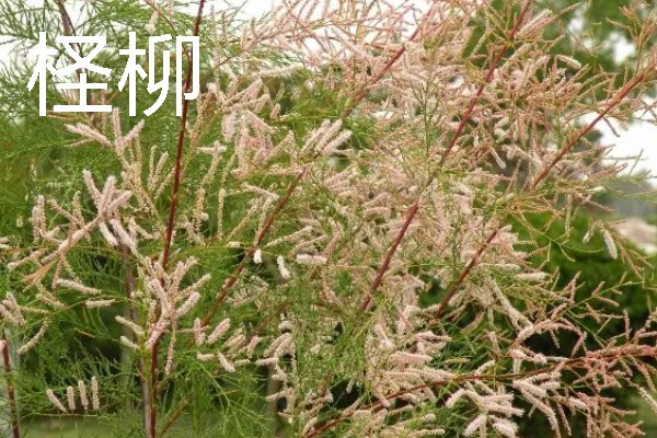 海岸边有哪些植物，常见红树、柽柳、金丝柳等品种