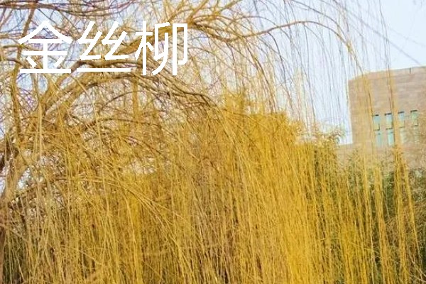 海岸边有哪些植物，常见红树、柽柳、金丝柳等品种