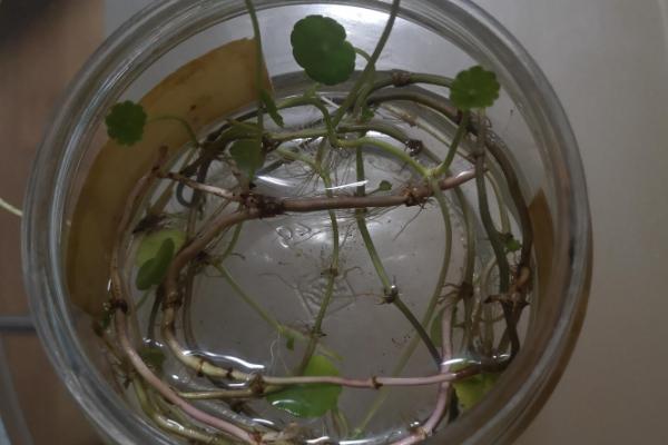 怎么水培铜钱草的根茎，要及时为铜钱草更换水分