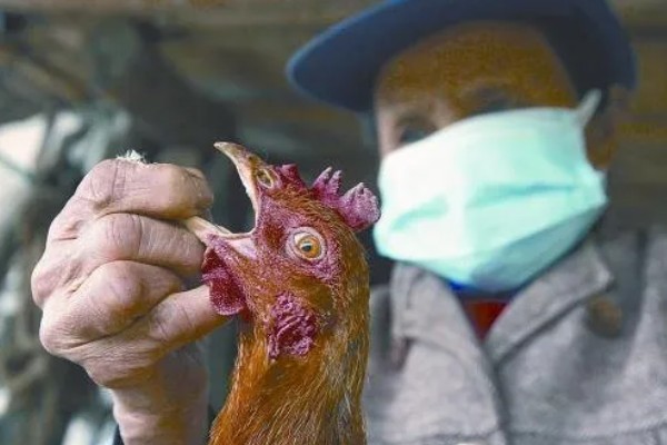 母鸡咯咯叫却不下蛋的原因，可能是患有卵黄性腹膜炎