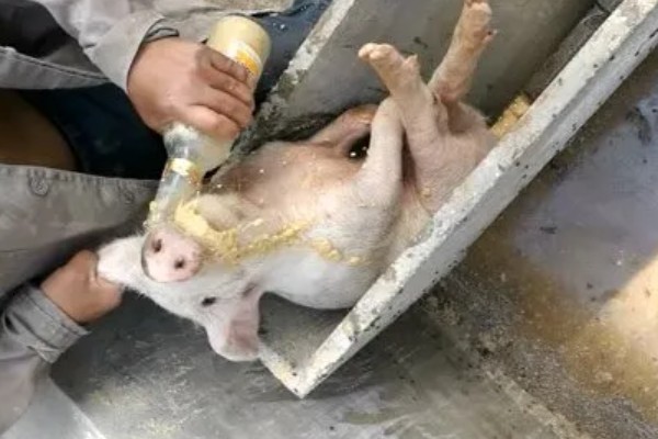 治疗小猪拉稀的方法，吃了不干净的饲料需及时催吐