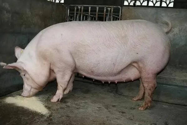 治疗小猪拉稀的方法，吃了不干净的饲料需及时催吐