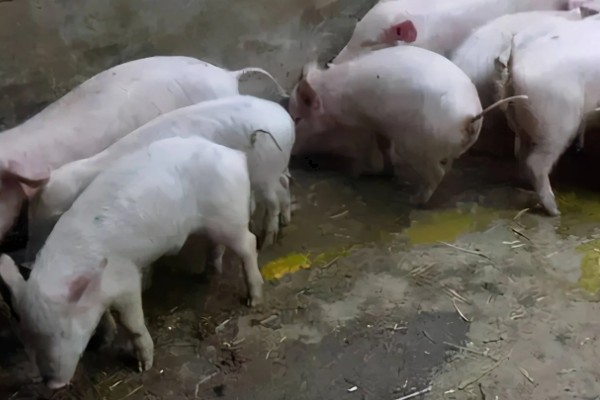 治疗小猪拉稀的方法，吃了不干净的饲料需及时催吐