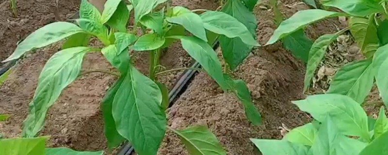 辣椒的育苗时间，通常在2月中下旬进行育苗