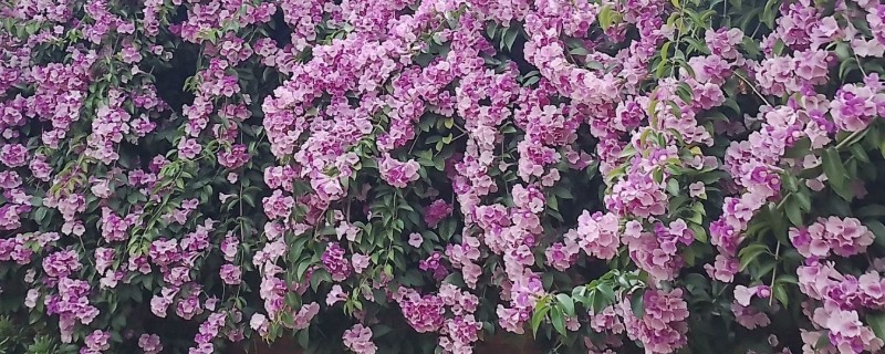 蒜香藤的花语是什么，寓意相互思念