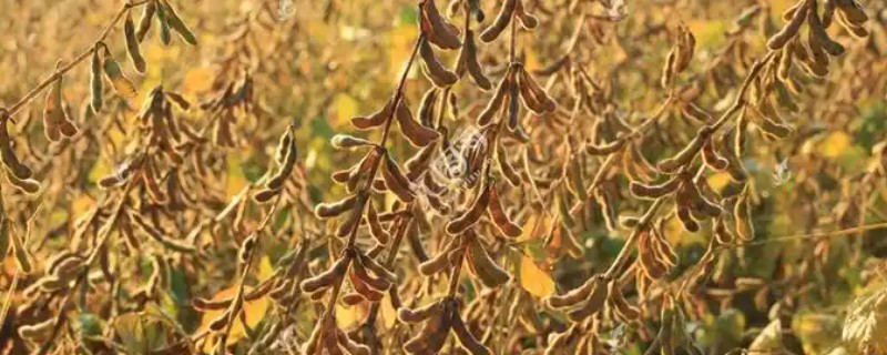 种黄豆的方法，播种前需浸种