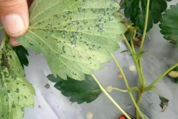 草莓角斑病的发生原因，田间出现积水容易引发病害