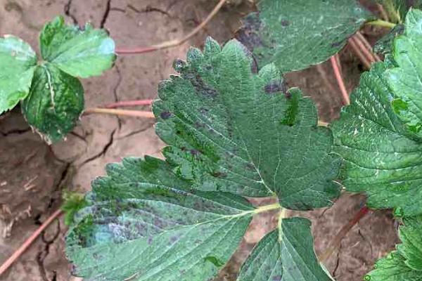 草莓角斑病的发生原因，田间出现积水容易引发病害