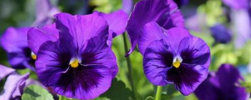 紫罗兰冬季的养护方法，要转移到室内进行养护